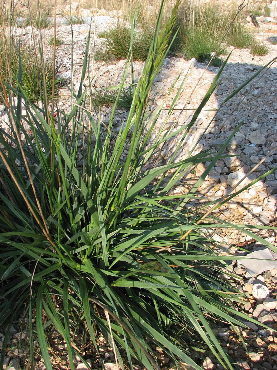 festuca-arundinacea-tall-fescue